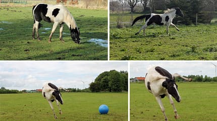 CAV Vorher Nachher Lesefotos Dörte Bosse CAV Vorher Nachher Lesefotos Dörte Bosse