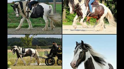 CAV Vorher Nachher Lesefotos Franziska Banck CAV Vorher Nachher Lesefotos Franziska Banck