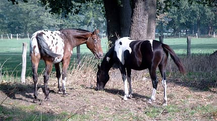 CAV Abzeichen Pferde Leserfotos Kirsten Fiebig CAV Abzeichen Pferde Leserfotos Kirsten Fiebig
