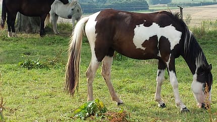 CAV Abzeichen Pferde Leserfotos Sarah Jaegers CAV Abzeichen Pferde Leserfotos Sarah Jaegers