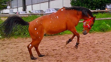 CAV Abzeichen Blesse Leserfotos Maren CAV Abzeichen Blesse Leserfotos Maren