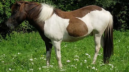 CAV Abzeichen Pferde Leserfotos Stephanie Riehl CAV Abzeichen Pferde Leserfotos Stephanie Riehl