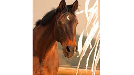 CAV Blesse Abzeichen Leserfotos - Verena Gmeinwieser CAV Blesse Abzeichen Leserfotos - Verena Gmeinwieser