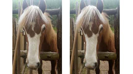 CAV Blesse Abzeichen Leserfotos Kerstin Auer CAV Blesse Abzeichen Leserfotos Kerstin Auer
