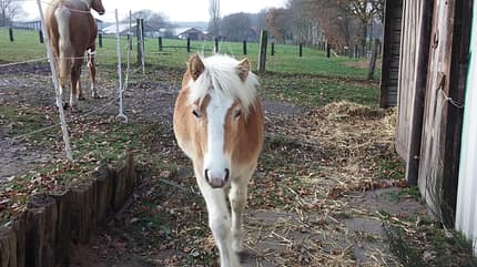 CAV Blesse Abzeichen Leserfotos - Uschi CAV Blesse Abzeichen Leserfotos - Uschi