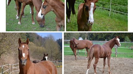 CAV Blesse Abzeichen Leserfotos - Sabine CAV Blesse Abzeichen Leserfotos - Sabine
