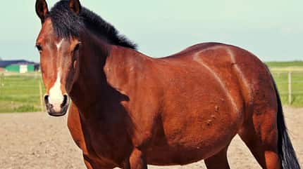 CAV Blesse Abzeichen Leserfotos Catharina CAV Blesse Abzeichen Leserfotos Catharina