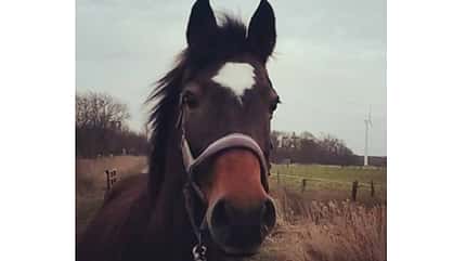 CAV Blesse Abzeichen Leserfotos Julia Santjer CAV Blesse Abzeichen Leserfotos Julia Santjer