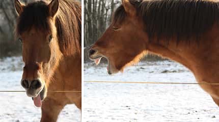 CAV Mimik Grimassen Leserfotos Reiner Tiebe CAV Mimik Grimassen Leserfotos Reiner Tiebe