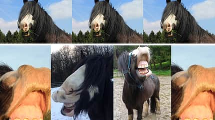 CAV Mimik Grimassen Leserfotos - Birgit vom Scheidt CAV Mimik Grimassen Leserfotos - Birgit vom Scheidt