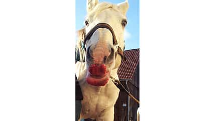 CAV Mimik Grimassen Leserfotos Anke Burkhardt CAV Mimik Grimassen Leserfotos Anke Burkhardt
