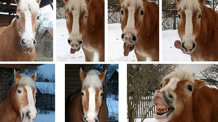 CAV Mimik Grimassen Leserfotos - Katharina Tietze CAV Mimik Grimassen Leserfotos - Katharina Tietze
