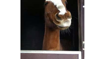 CAV Mimik Grimassen Leserfotos ponyundpferd CAV Mimik Grimassen Leserfotos ponyundpferd