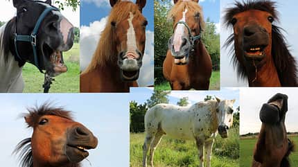 CAV Mimik Grimassen Leserfotos - Dörte Janssen 1 CAV Mimik Grimassen Leserfotos - Dörte Janssen 1