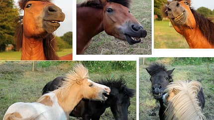 CAV Mimik Grimassen Leserfotos - Dörte Janssen 2 CAV Mimik Grimassen Leserfotos - Dörte Janssen 2