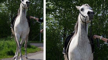 CAV Mimik Grimassen Leserfotos Ann Kathrin CAV Mimik Grimassen Leserfotos Ann Kathrin