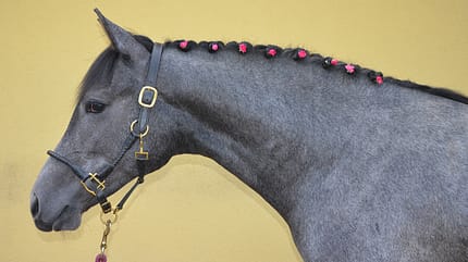 CAV-Zöpfe-Flechten-Elisabeth-Trunkenpolz-10 CAV-Zöpfe-Flechten-Elisabeth-Trunkenpolz-10