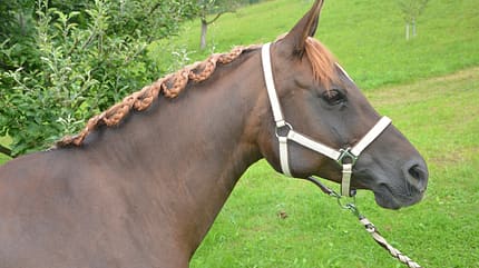 CAV-Zöpfe-Flechten-Elisabeth-Trunkenpolz-2 CAV-Zöpfe-Flechten-Elisabeth-Trunkenpolz-2