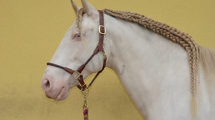 CAV-Zöpfe-Flechten-Elisabeth-Trunkenpolz-9 CAV-Zöpfe-Flechten-Elisabeth-Trunkenpolz-9