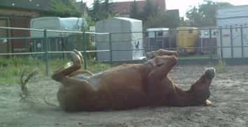 CAV Pferde Senioren Andjar 21 Deutsches Reitpony Araber Mix MS CAV Pferde Senioren Andjar 21 Deutsches Reitpony Araber Mix MS