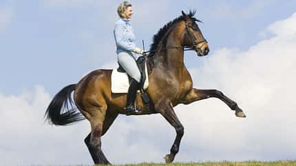 CAV Sabine Ellinger Dressur Reiten Pferd CAV Sabine Ellinger Dressur Reiten Pferd