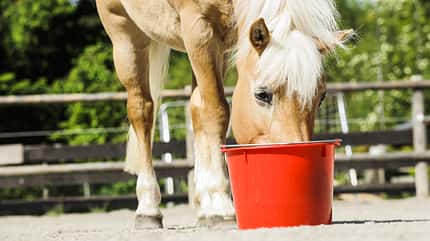 CAV Fressendes Pferd futter Fütterung Aufmacher CAV Fressendes Pferd futter Fütterung Aufmacher