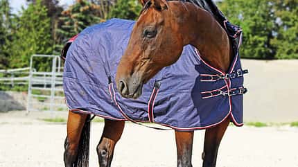 CAV Pferdedecke Aufmacher CAV Pferdedecke Aufmacher