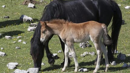 CAV Innovatives Verhalten Krüger Nürtingen Esperia Pony CAV Innovatives Verhalten Krüger Nürtingen Esperia Pony
