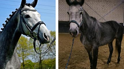 CAV Vorher Nachher Lesefotos Ann-Kathrin Zinkel CAV Vorher Nachher Lesefotos Ann-Kathrin Zinkel