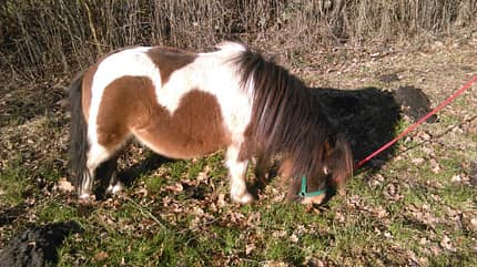 CAV Abzeichen Pferde Leserfotos Lilly CAV Abzeichen Pferde Leserfotos Lilly