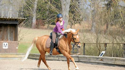 CAV Galopp Haflinger Dressur Loben CAV Galopp Haflinger Dressur Loben