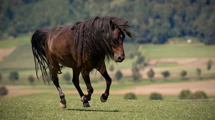 CAV Mähne Mongolen Pferd CAV Mähne Mongolen Pferd
