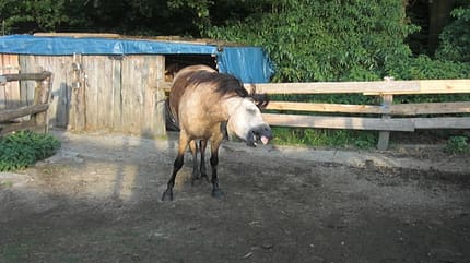 CAV Schräge Pferdefotos