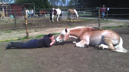 CAV Haflinger Liegen Paddock