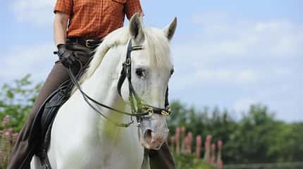 CAV Dressur Schimmel Trense Pferd CAV Dressur Schimmel Trense Pferd