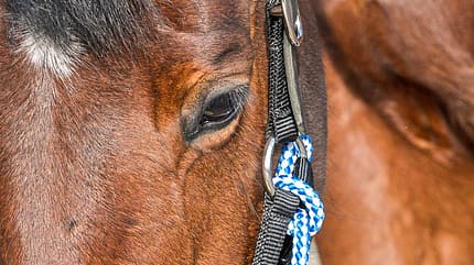 cav-201904-cavallo-coach-lir8234-v-amendo (jpg) cav-201904-cavallo-coach-lir8234-v-amendo (jpg)