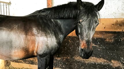 cav-201904-reitschultest-neustadt-schulpferd-wach-img-3098-mit-TEASER-v-amendo (jpg) cav-201904-reitschultest-neustadt-schulpferd-wach-img-3098-mit-TEASER-v-amendo (jpg)