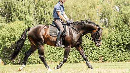 CAV Über den Rücken reiten CAV Über den Rücken reiten