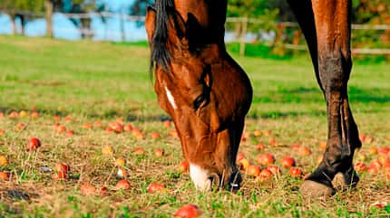 CAV Weide Grasen CAV Weide Grasen