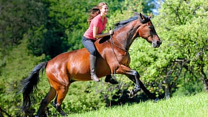 CAV Harmonie Pferd und Reiter 2 CAV Harmonie Pferd und Reiter 2