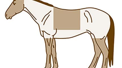 CAV Pferde scheren Hunter CAV Pferde scheren Hunter