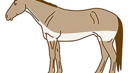 CAV Pferde scheren Streifenschnitt CAV Pferde scheren Streifenschnitt