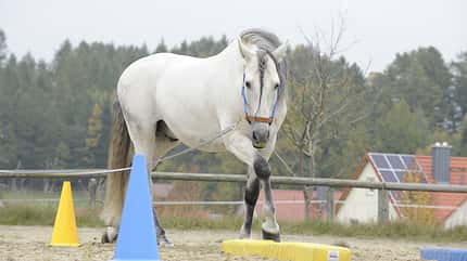 CAV Biegung Genick Studie Dressur Stellung 8