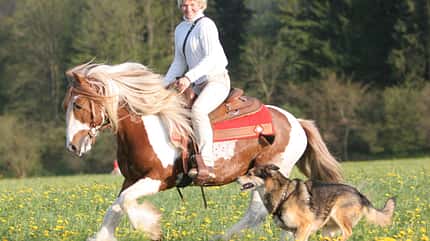 CAV Horse and Dog Trail Sabine Lang 6 CAV Horse and Dog Trail Sabine Lang 6