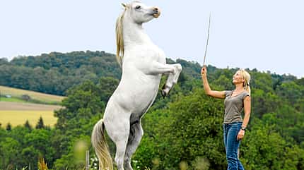 CAV-Standpunkt-Horsemanship-2 (jpg) CAV-Standpunkt-Horsemanship-2 (jpg)