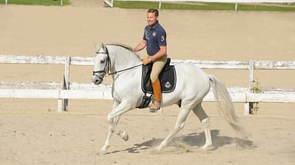 CAV Dressur Reiten David de Wispelaere CAV Dressur Reiten David de Wispelaere