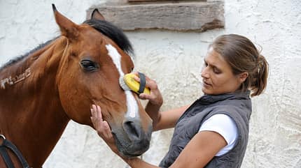 CAV Putzen Massieren Massage Fell Fellpflege Kopf CAV Putzen Massieren Massage Fell Fellpflege Kopf
