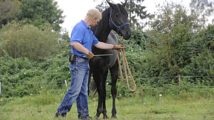 CAV Wasser Wasser-Training Stefan Valentin Horsemanship_04