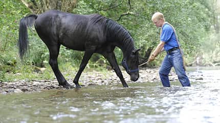 CAV Wasser Wasser-Training Stefan Valentin Horsemanship_18