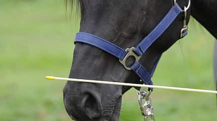 CAV Wasser Wasser-Training Stefan Valentin Horsemanship_03